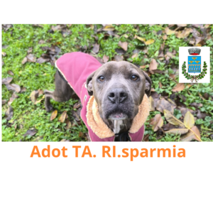 Adot TA. RI.sparmia  2 